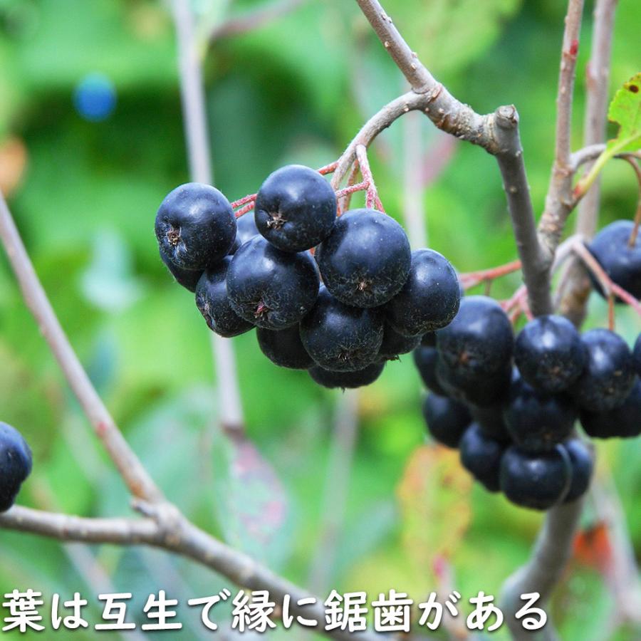 アロニア 0.8m 露地 2個 苗 花、ガーデニング グランドカバー、下草 アロニア 0.8m 露地 2個 苗 花、ガーデニング グランドカバー、下草