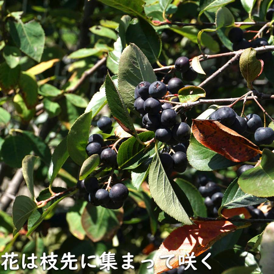 アロニア 0.8m 露地 2個 苗 花、ガーデニング グランドカバー、下草 アロニア 0.8m 露地 2個 苗 花、ガーデニング グランドカバー、下草