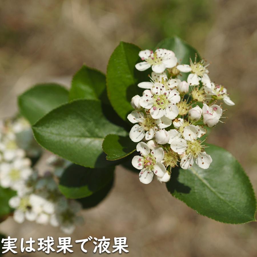 アロニア 0.8m 露地 2個 苗 花、ガーデニング グランドカバー、下草 アロニア 0.8m 露地 2個 苗 花、ガーデニング グランドカバー、下草