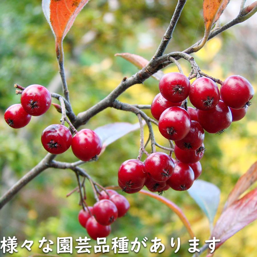 アロニア 0.8m 露地 2個 苗 花、ガーデニング グランドカバー、下草 アロニア 0.8m 露地 2個 苗 花、ガーデニング グランドカバー、下草