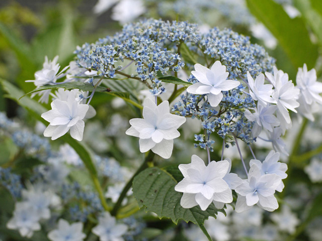 アジサイ 墨田の花火 18cmポット 苗 : トオヤマグリーン - 通販