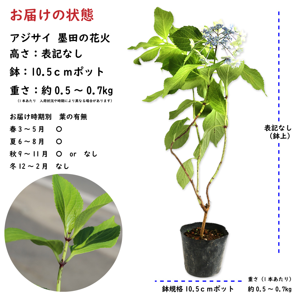 アジサイ 墨田の花火 10.5cmポット 苗 - 花