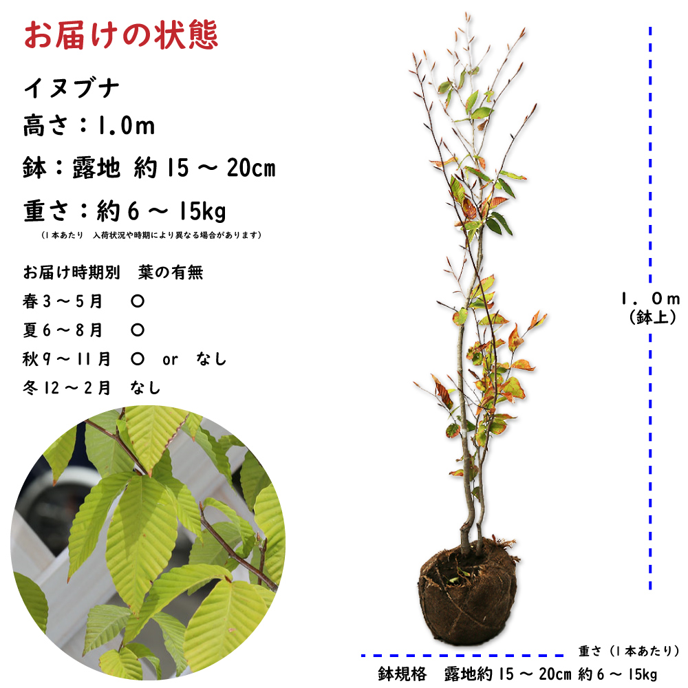 イヌブナ 1m 露地 2本 苗 : 1397119 : トオヤマグリーン - 通販