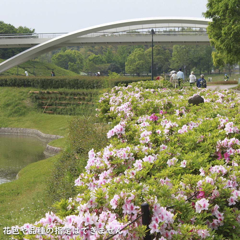 イチゴノキ 2m 露地 2本 苗木-