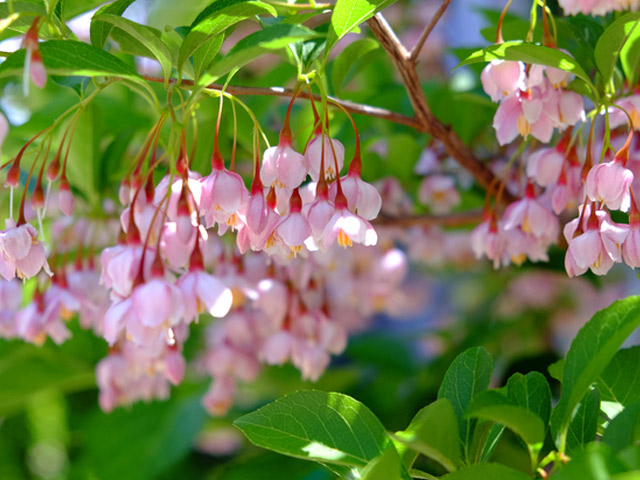 (新品,未開封) エゴノキ ピンクチャイム 単木 2.3m 露地 2本 苗木 【CEG7474951037】 (27324円)