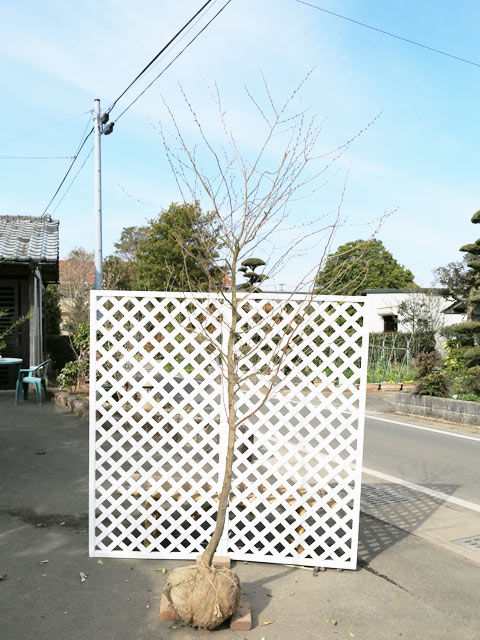 エゴノキ ピンクチャイム 単木 2.3m 露地 2本 苗木(27324円)