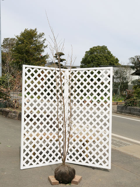 エゴノキ ピンクチャイム 株立ち 2m 露地 苗木(16269円)