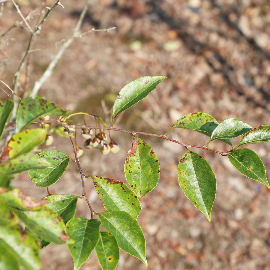 (新品,未開封) エゴノキ ピンクチャイム 単木 2.3m 露地 2本 苗木 【CEG7474951037】 (27324円)