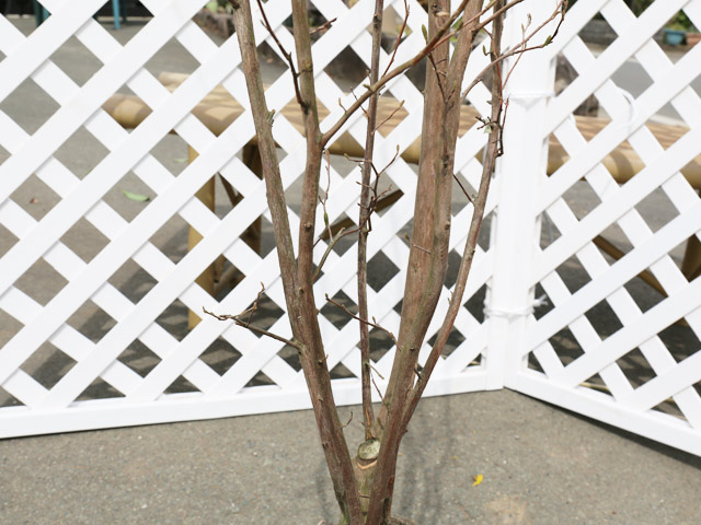 (新品,未開封) エゴノキ ピンクチャイム 単木 2.3m 露地 2本 苗木 【CEG7474951037】 (27324円)