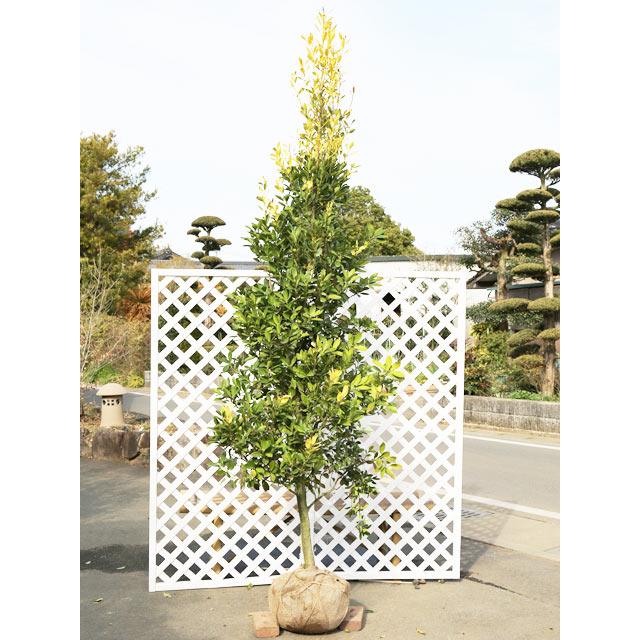 オウゴンモチ 2.5m 露地 2本 苗木(32384円)