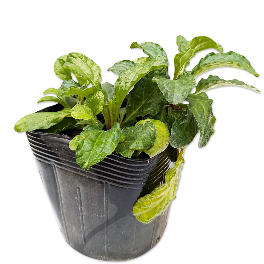 アジュガ ピンクエルフ 9.0cmポット 苗 : トオヤマグリーン - 通販