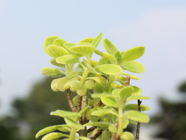 アロマティカス 9.0cmポット 10個 苗 アロマティカス 商品情報