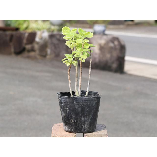 アロマティカス 9.0cmポット 10個 苗(12155円)