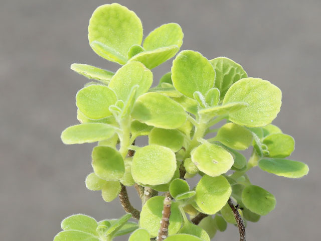 アロマティカス 9.0cmポット 10個 苗 アロマティカス 商品情報