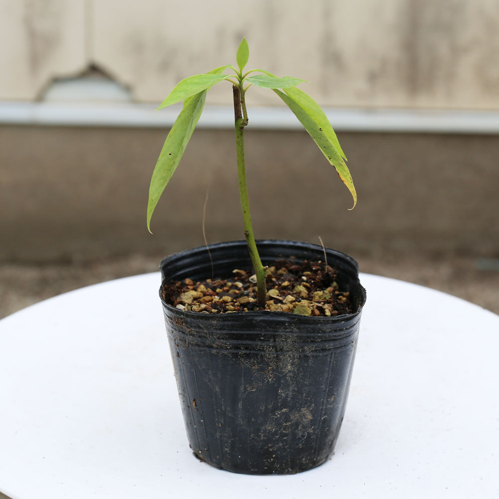 クロモジ 苗（苗木、植木） | 花、ガーデニング の商品一覧 通販