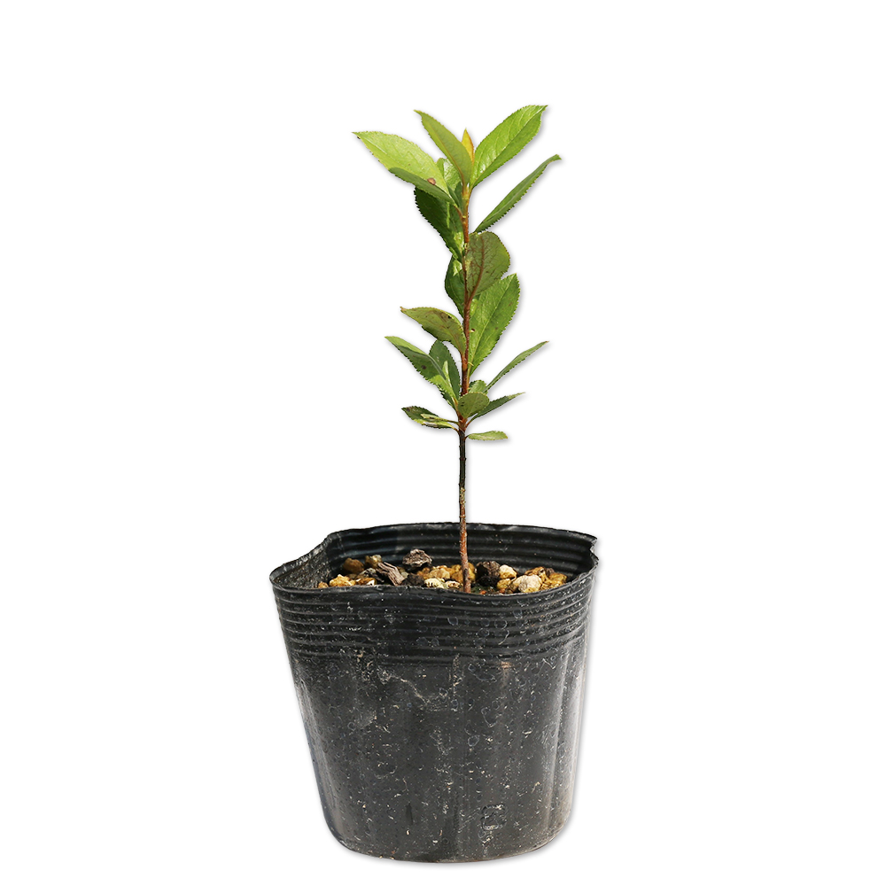 ハマナデシコ 10.5cmポット 30個 苗 : トオヤマグリーン - 通販