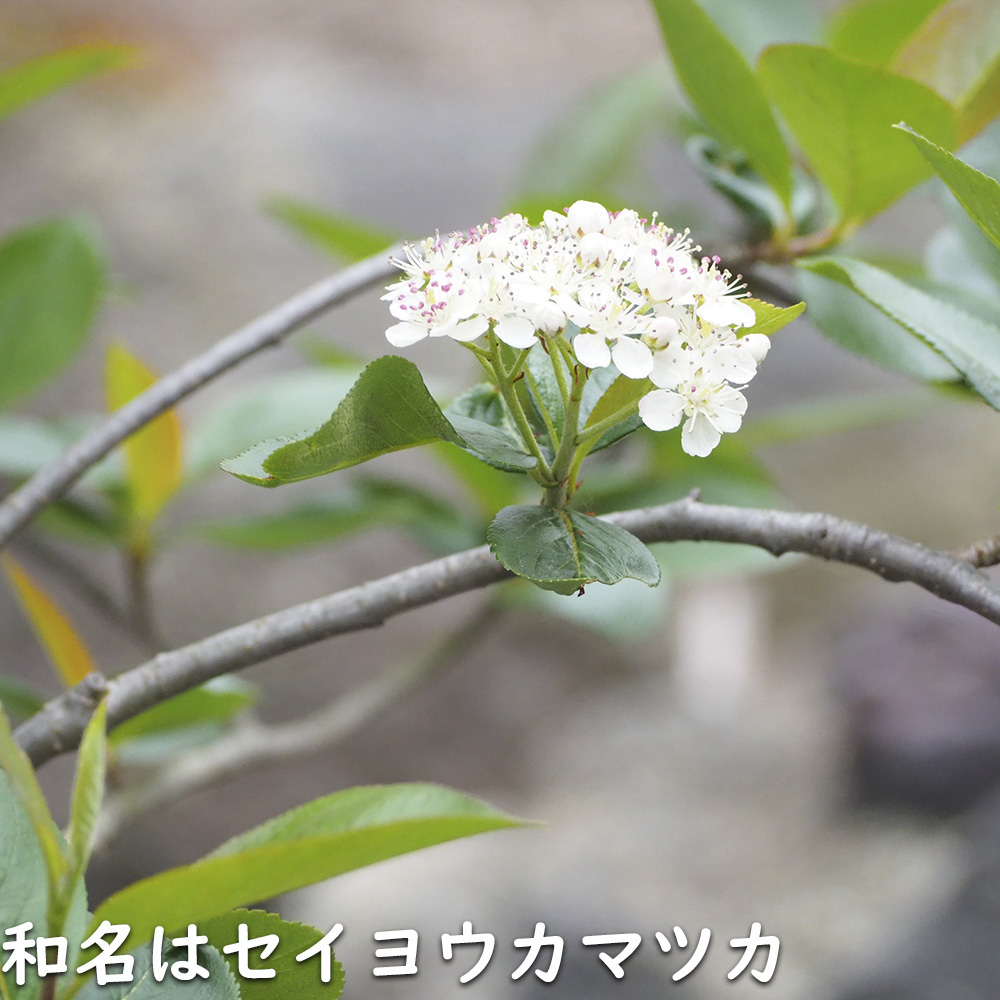 アロニア メラノカルパ 1.5m 露地 苗木 : 145215 : トオヤマグリーン - 通販 - Yahoo!ショッピング