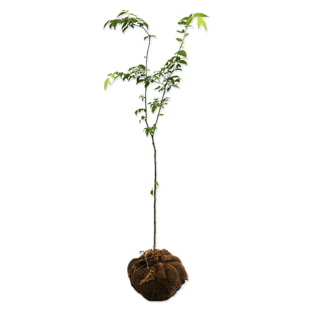 エゾエノキ 0.8m 露地 苗(10010円)