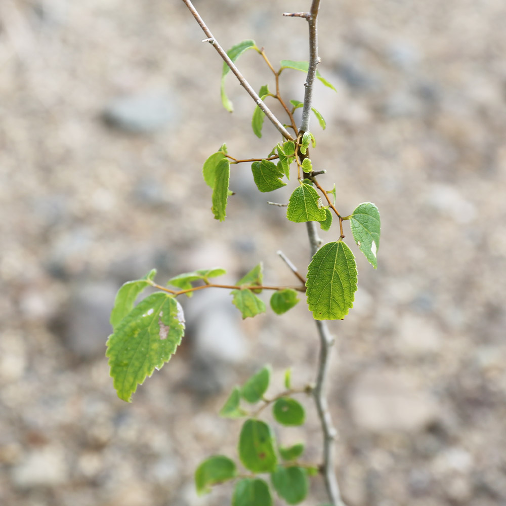 エゾエノキ 0.8m 露地 苗 エゾエノキ 商品情報