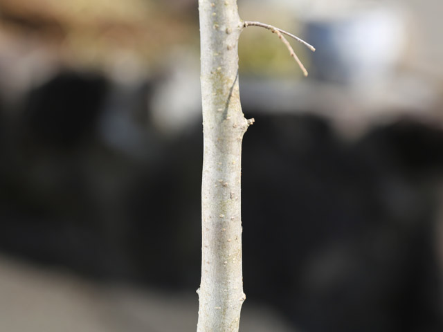 エゾエノキ 0.8m 露地 苗 エゾエノキ 0.8m 露地 苗