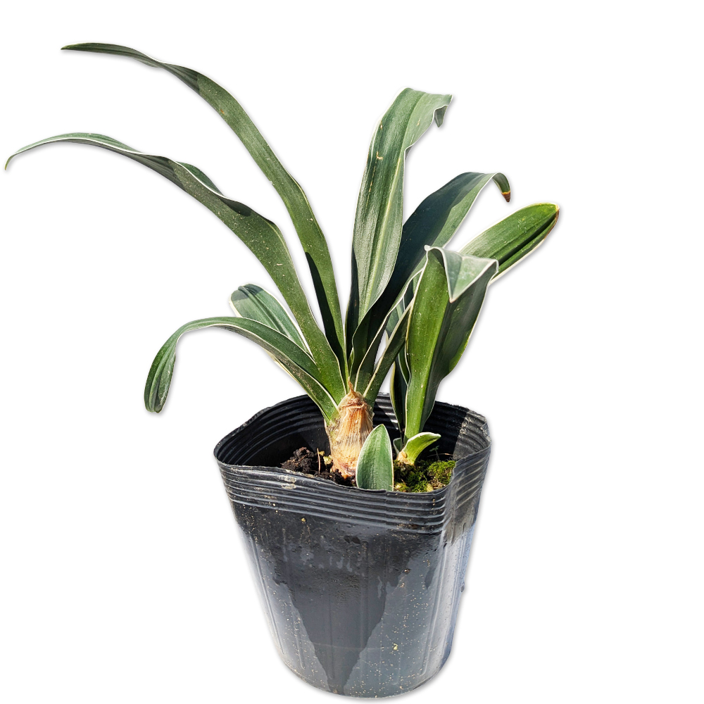 完売　　縁起植物＊希少苗＊大株【斑入りオモト＊万年青】つぼみあり＊新芽どっさり オモト 万年青 5号 斑入り 現品4 観葉植物 室内用 引っ越し 縁起物