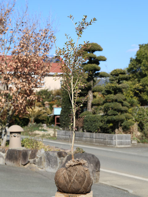 ギンバイカ 1m 露地 2本 苗の画像