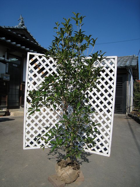 キンモクセイ 2.5m 露地 2本 苗木(19734円)