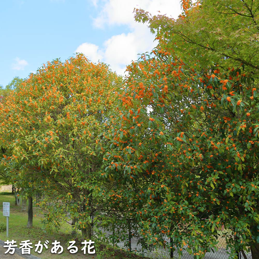 キンモクセイ 0.4m 15cmポット 苗 常緑樹