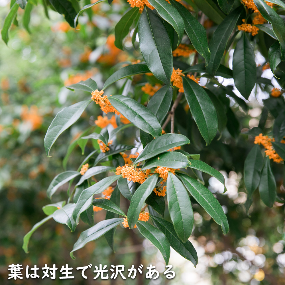 キンモクセイ 0.4m 15cmポット 苗 常緑樹