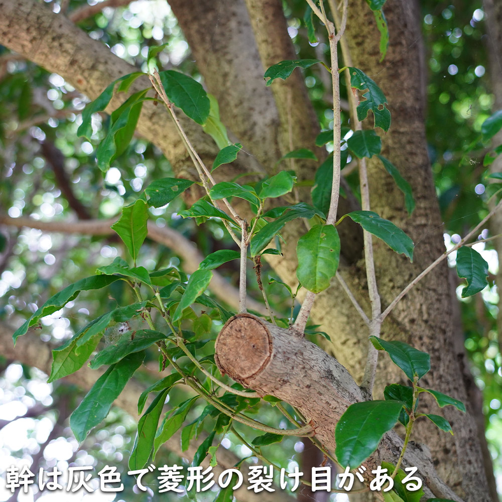 キンモクセイ 10.5cmポット 苗 関連画像4