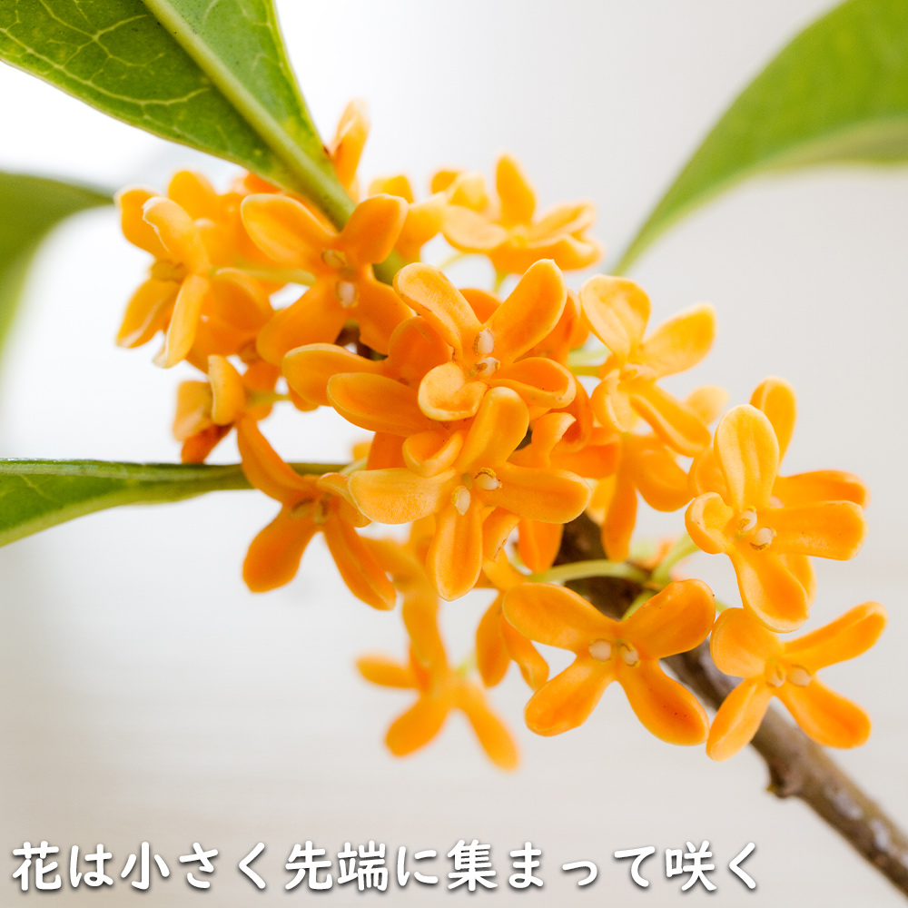キンモクセイ 10.5cmポット 苗 関連画像5