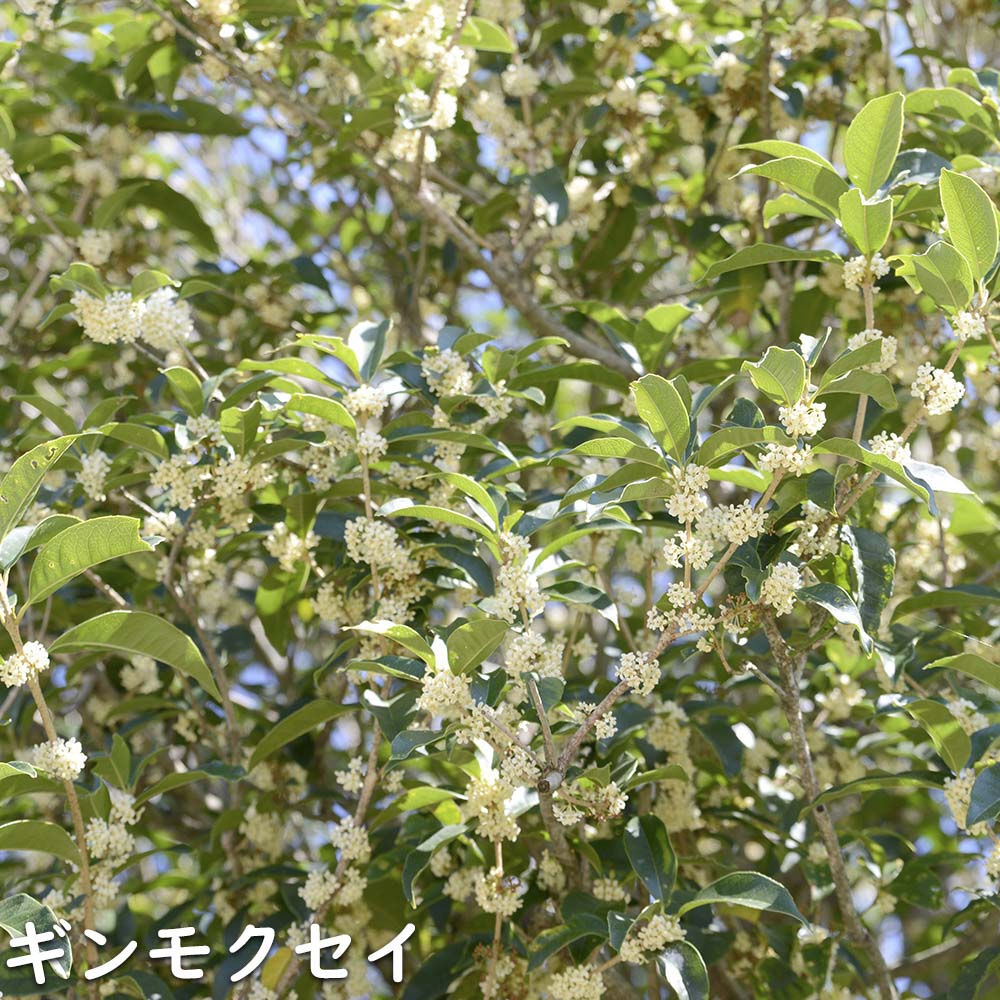 ギンモクセイ 2m 露地 2本 苗木 花、ガーデニング 苗木、植木 常緑樹 ギンモクセイ 2m 露地 2本 苗木 花、ガーデニング 苗木、植木 常緑樹