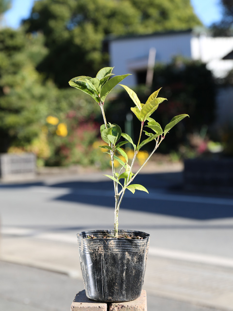 庭木 クチナシ（常緑樹の植木、庭木）の商品一覧｜苗木、植木 | 花