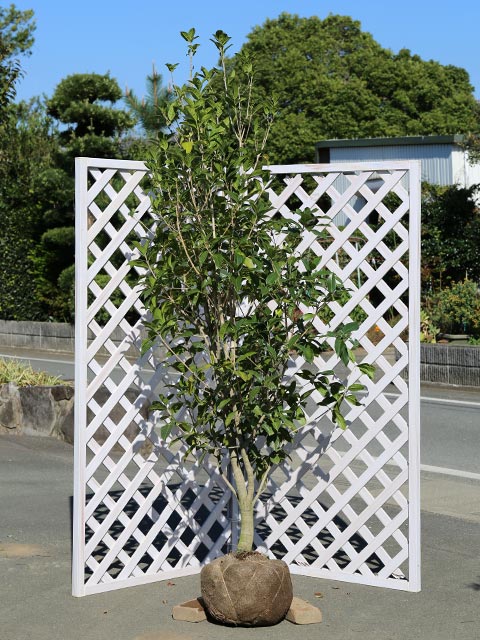 ギンモクセイ 2m 露地 2本 苗木(16302円)