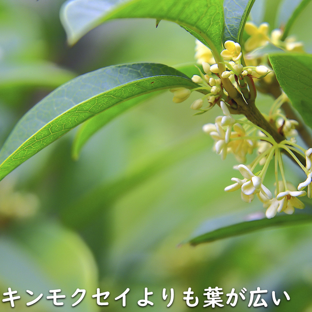 ギンモクセイ 2m 露地 2本 苗木 花、ガーデニング 苗木、植木 常緑樹 ギンモクセイ 2m 露地 2本 苗木 花、ガーデニング 苗木、植木 常緑樹