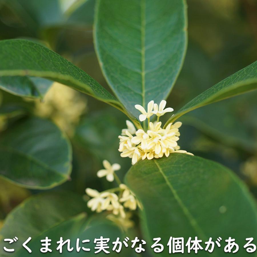 ギンモクセイ 2m 露地 2本 苗木 花、ガーデニング 苗木、植木 常緑樹 ギンモクセイ 2m 露地 2本 苗木 花、ガーデニング 苗木、植木 常緑樹