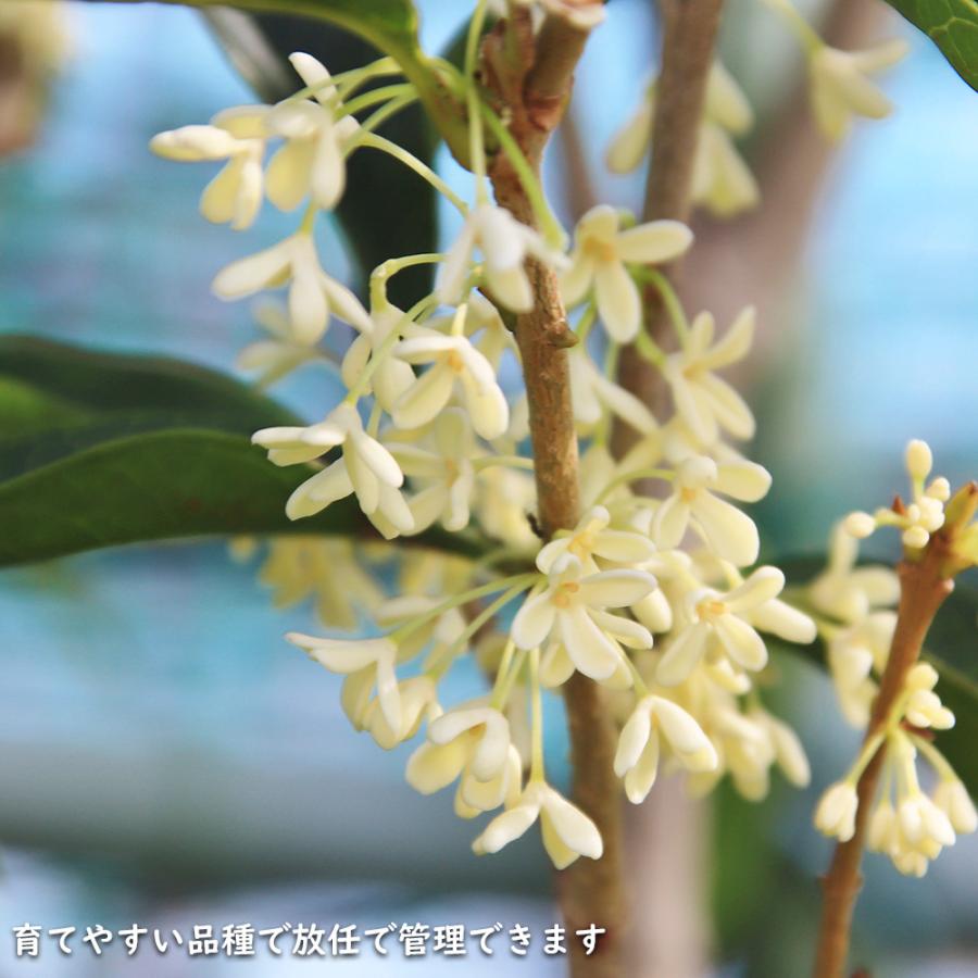 ギンモクセイ 2m 露地 2本 苗木 花、ガーデニング 苗木、植木 常緑樹 ギンモクセイ 2m 露地 2本 苗木 花、ガーデニング 苗木、植木 常緑樹