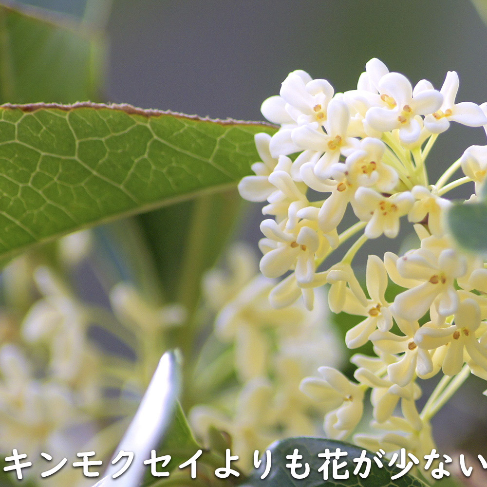 ギンモクセイ 2m 露地 2本 苗木 花、ガーデニング 苗木、植木 常緑樹 ギンモクセイ 2m 露地 2本 苗木 花、ガーデニング 苗木、植木 常緑樹