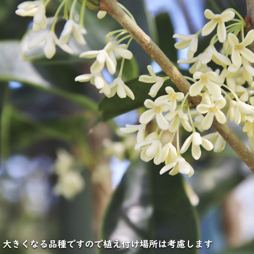 ギンモクセイ 2m 露地 2本 苗木 花、ガーデニング 苗木、植木 常緑樹 ギンモクセイ 2m 露地 2本 苗木 花、ガーデニング 苗木、植木 常緑樹