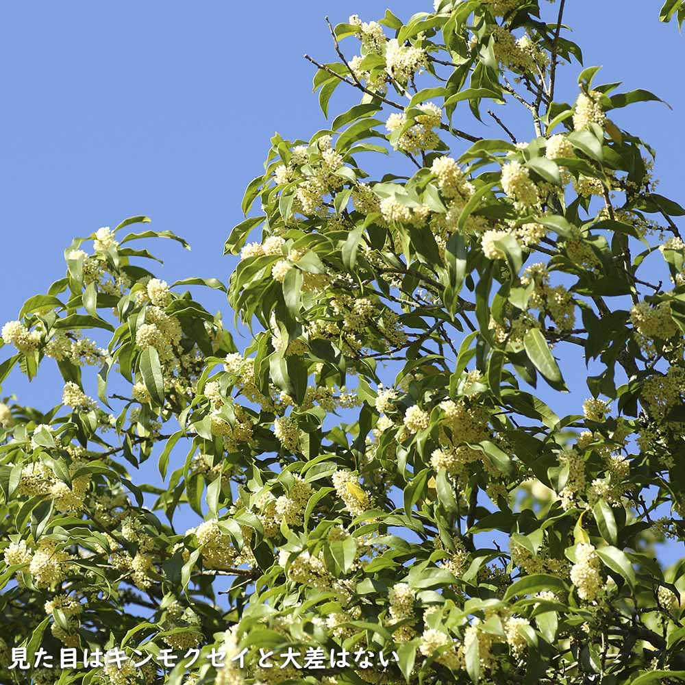 ギンモクセイ 2m 露地 2本 苗木 花、ガーデニング 苗木、植木 常緑樹 ギンモクセイ 2m 露地 2本 苗木 花、ガーデニング 苗木、植木 常緑樹