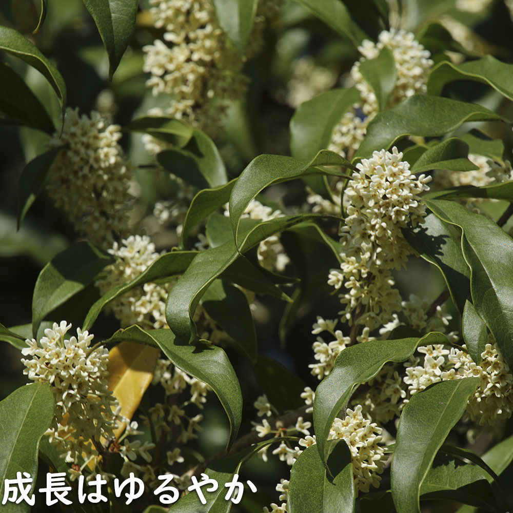 ギンモクセイ 2m 露地 2本 苗木 花、ガーデニング 苗木、植木 常緑樹 ギンモクセイ 2m 露地 2本 苗木 花、ガーデニング 苗木、植木 常緑樹