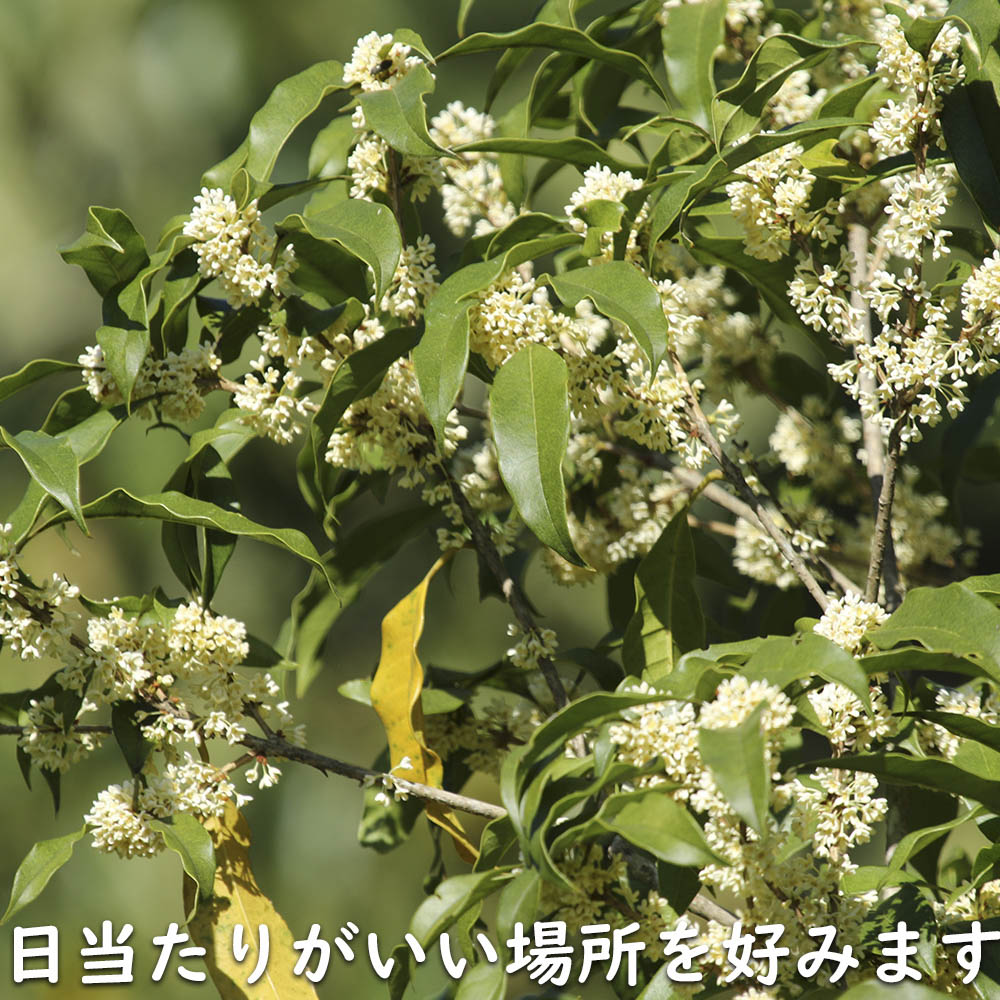 ギンモクセイ 2m 露地 2本 苗木 花、ガーデニング 苗木、植木 常緑樹 ギンモクセイ 2m 露地 2本 苗木 花、ガーデニング 苗木、植木 常緑樹