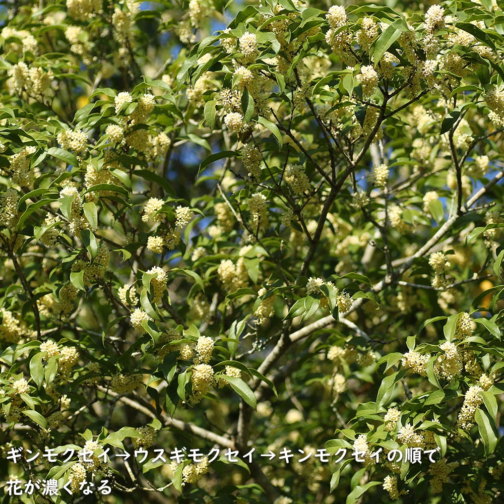 ギンモクセイ 2m 露地 2本 苗木 花、ガーデニング 苗木、植木 常緑樹 ギンモクセイ 2m 露地 2本 苗木 花、ガーデニング 苗木、植木 常緑樹