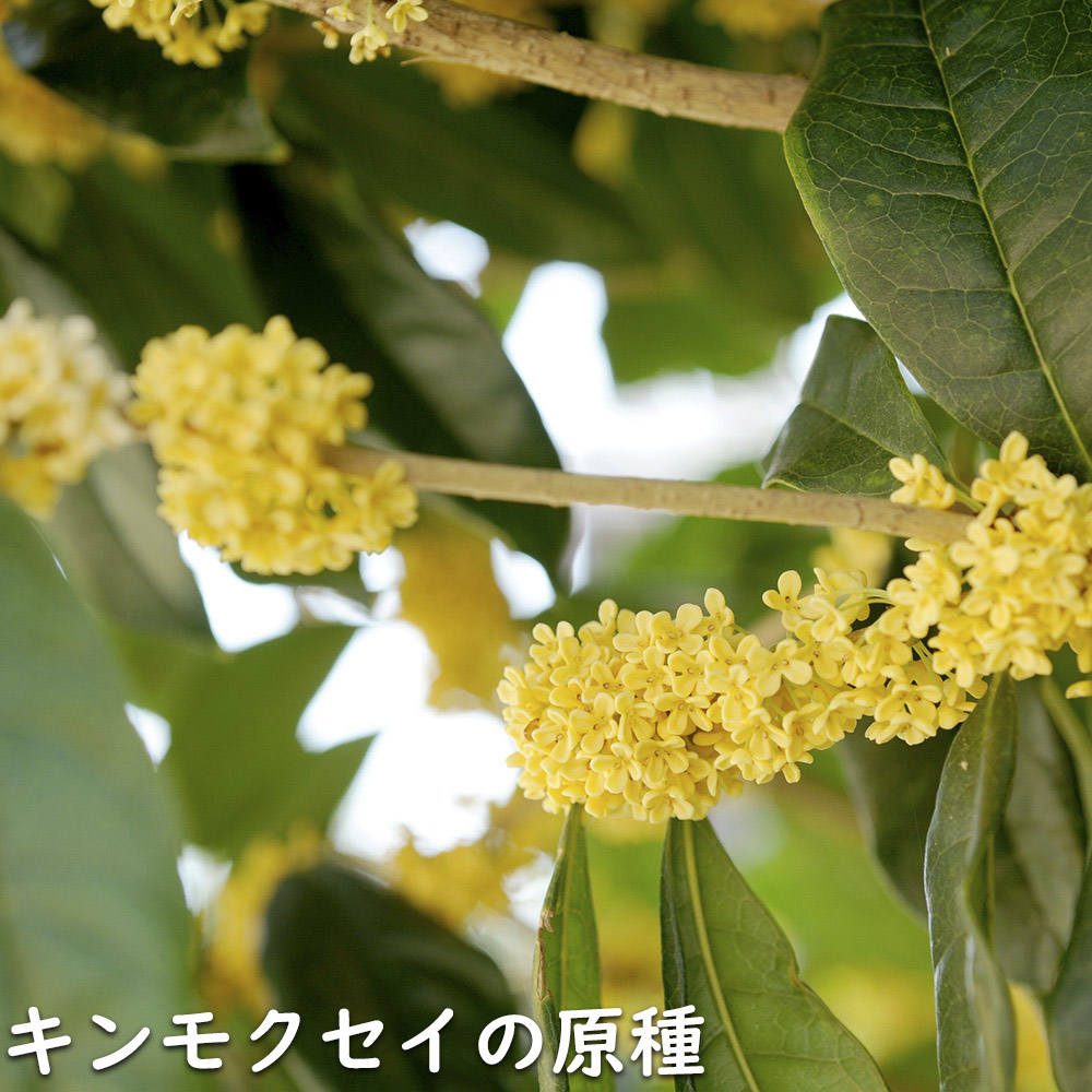 四季咲きモクセイ 1.2m 露地 苗-