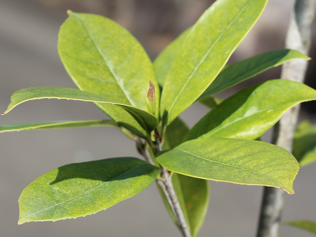 ギンモクセイ 2m 露地 2本 苗木 花、ガーデニング 苗木、植木 常緑樹 ギンモクセイ 2m 露地 2本 苗木 花、ガーデニング 苗木、植木 常緑樹