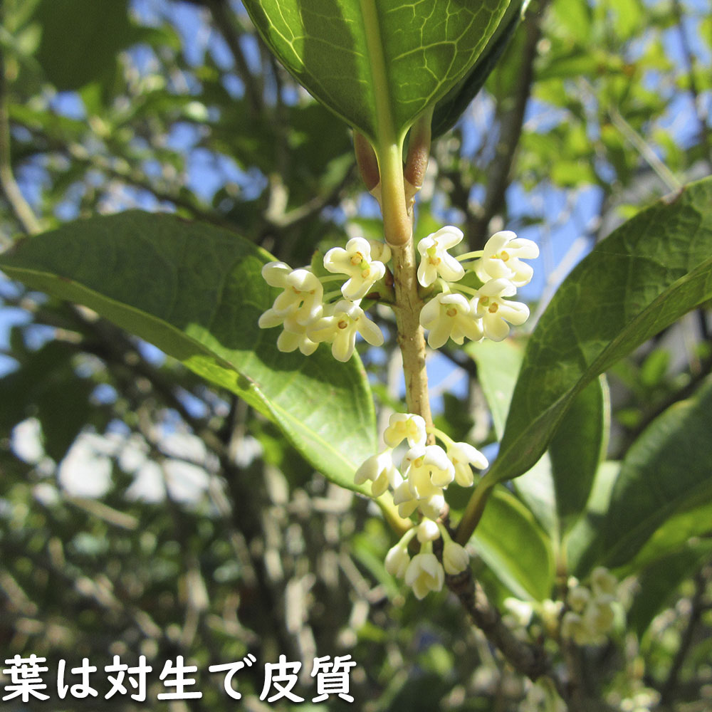 ギンモクセイ 2m 露地 2本 苗木 花、ガーデニング 苗木、植木 常緑樹 ギンモクセイ 2m 露地 2本 苗木 花、ガーデニング 苗木、植木 常緑樹