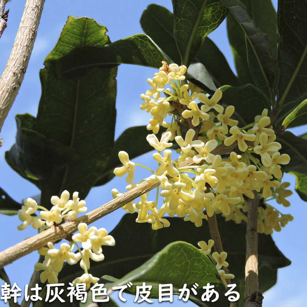 ギンモクセイ 2m 露地 2本 苗木 花、ガーデニング 苗木、植木 常緑樹 ギンモクセイ 2m 露地 2本 苗木 花、ガーデニング 苗木、植木 常緑樹