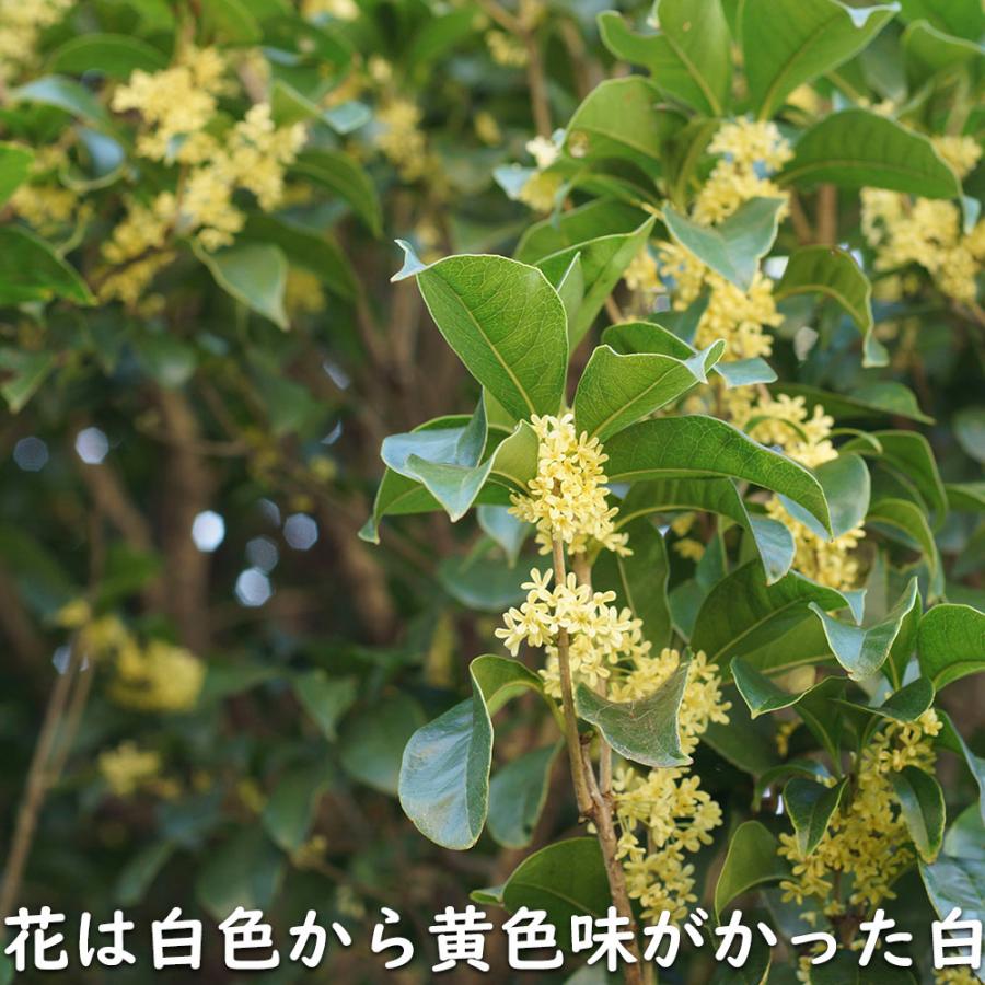 ギンモクセイ 2m 露地 2本 苗木 花、ガーデニング 苗木、植木 常緑樹 ギンモクセイ 2m 露地 2本 苗木 花、ガーデニング 苗木、植木 常緑樹