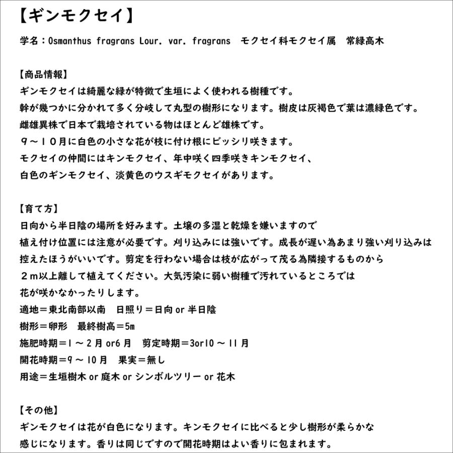 ギンモクセイ 2m 露地 2本 苗木 花、ガーデニング 苗木、植木 常緑樹 ギンモクセイ 2m 露地 2本 苗木 花、ガーデニング 苗木、植木 常緑樹