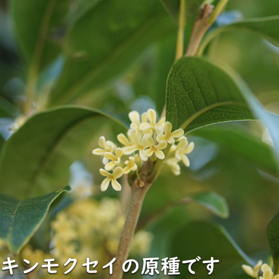 ギンモクセイ 2m 露地 2本 苗木 花、ガーデニング 苗木、植木 常緑樹 ギンモクセイ 2m 露地 2本 苗木 花、ガーデニング 苗木、植木 常緑樹